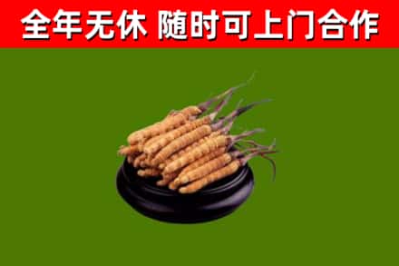 自贡烟酒回收冬虫夏草.jpg