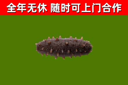 自贡烟酒回收干海参.jpg